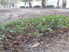 Malva parviflora