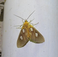 Asota orbona