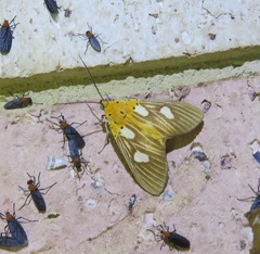 Asota orbona