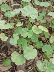 Malva parviflora