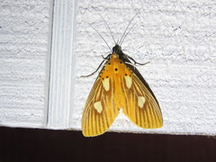 Asota orbona