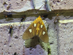 Asota orbona