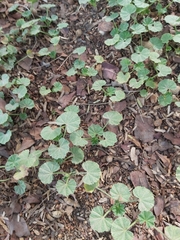 Malva parviflora