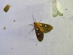 Asota orbona