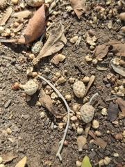 Conocarpus erectus