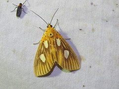Asota orbona