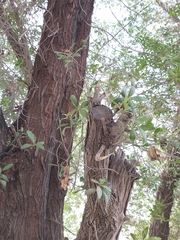 Conocarpus erectus