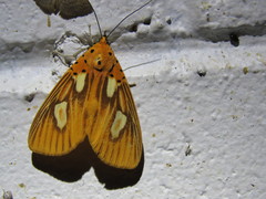 Asota orbona