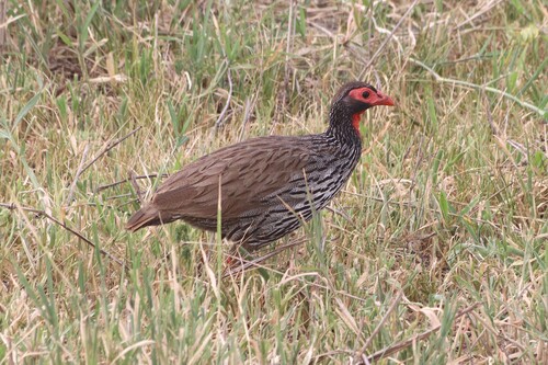 Red-necked Spurfowl (Pternistis afer), photo 5