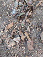 Conocarpus erectus