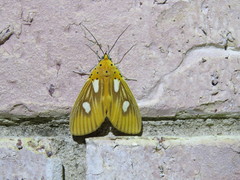 Asota orbona