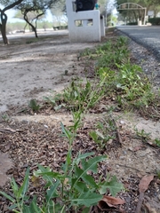 Sisymbrium irio
