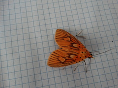 Asota orbona