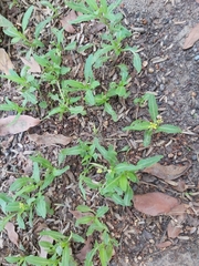 Sisymbrium irio