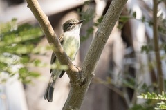 Ramphotrigon flammulatum