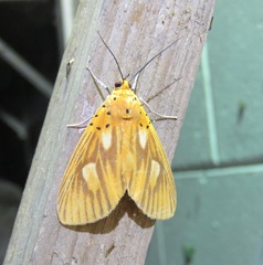 Asota orbona