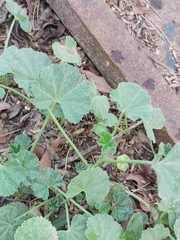 Malva parviflora