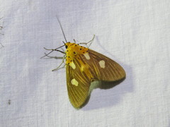 Asota orbona