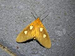 Asota orbona