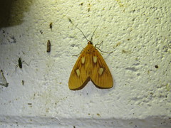 Asota orbona