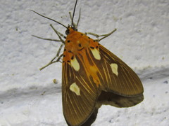 Asota orbona