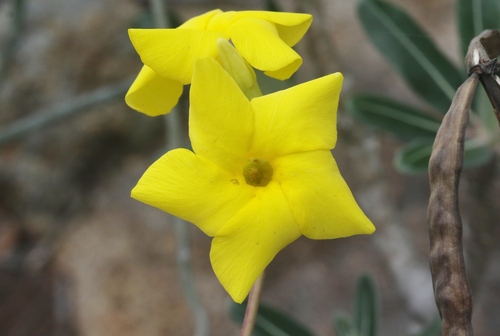 Pachypodium stenanthum