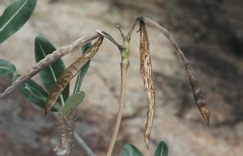 Pachypodium stenanthum