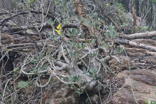 Pachypodium stenanthum