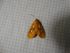 Asota orbona