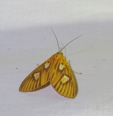 Asota orbona