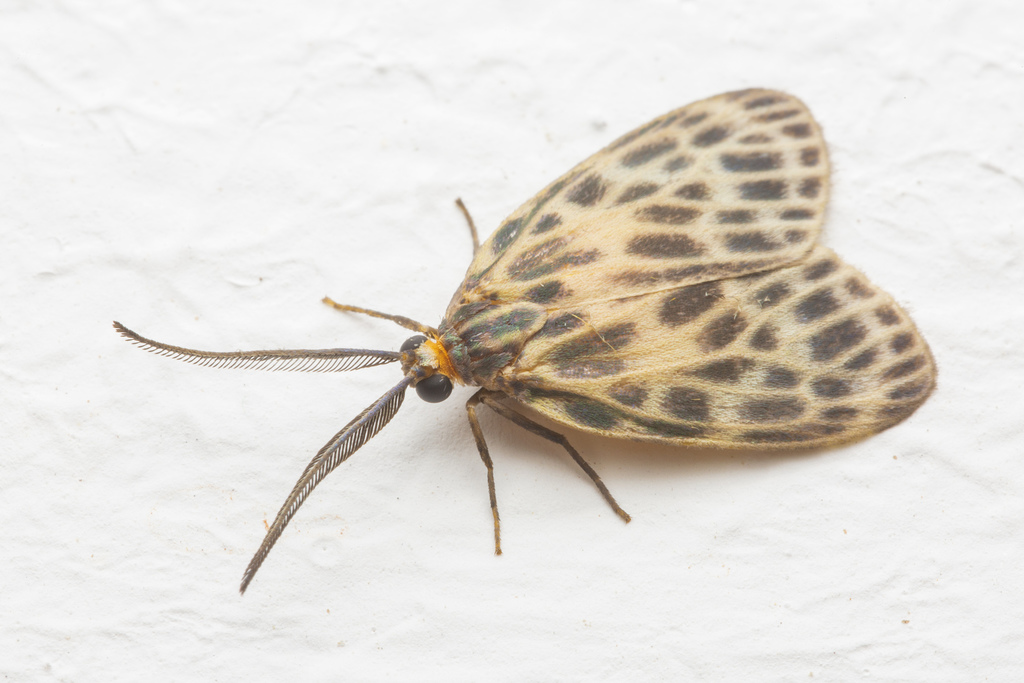 Boradiopsis