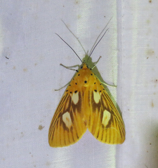 Asota orbona
