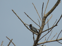 Conirostrum leucogenys