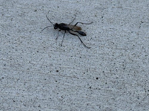 iNaturalist observation photo of Cutworm Wasps