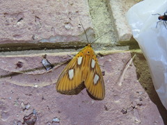 Asota orbona