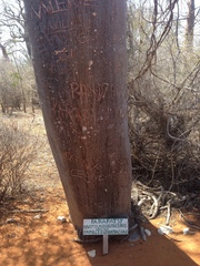 Givotia madagascariensis