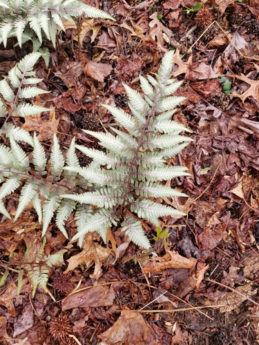 Anisocampium niponicum