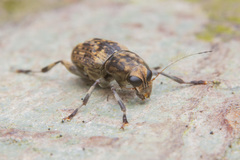 Habrissus omadioides