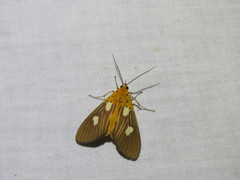 Asota orbona