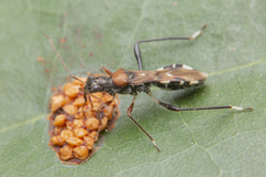 Artemidorus sobrinus