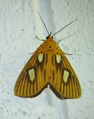 Asota orbona