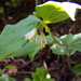 Rough-fruited Fairybells - Photo (c) Bryant Olsen, some rights reserved (CC BY-NC)