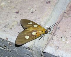 Asota orbona