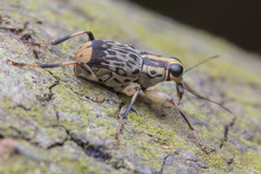 Acorynus