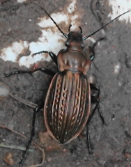 Carabus ulrichii