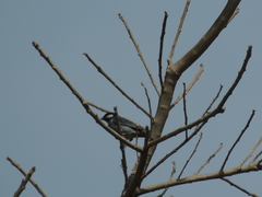 Conirostrum leucogenys