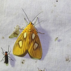 Asota orbona