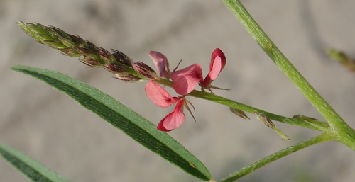 Indigofera charlieriana var. charlieriana image