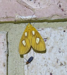 Asota orbona