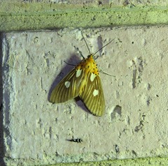 Asota orbona